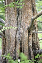 复刻版要来？《荒野大镖客2》Steam页面描述变动